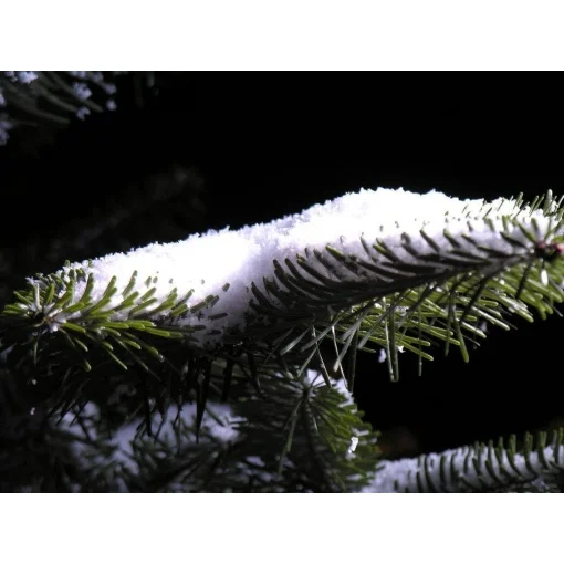 Display Snow Fine on Tree