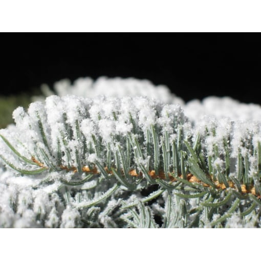 Christmas Tree Artificial Snow